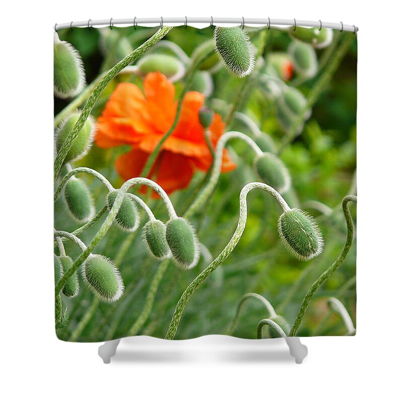 Poppy Shower Curtain featuring the photograph The Poppy by Evelyn Tambour