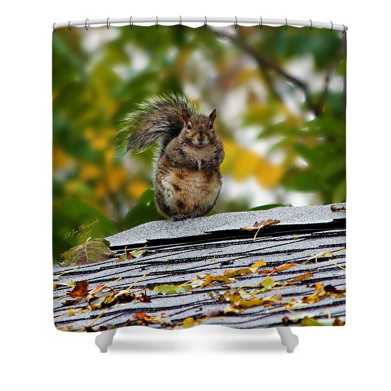 Squirrel Shower Curtain featuring the photograph The Poser by Jeanette C Landstrom