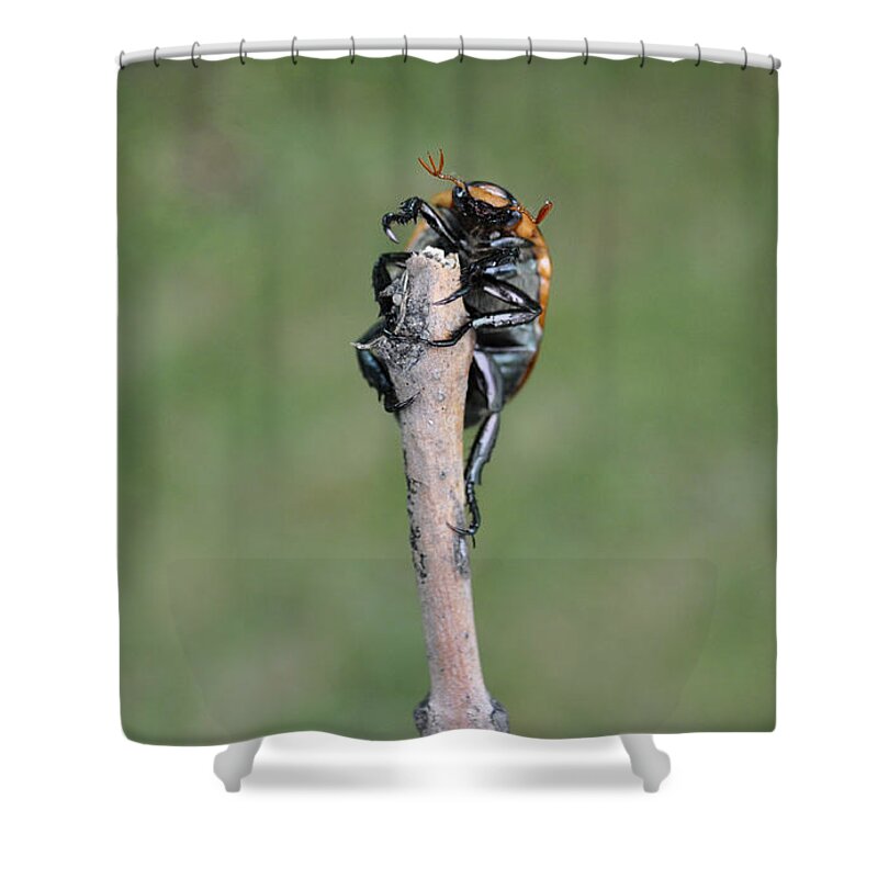 Beetle Shower Curtain featuring the photograph The Posing Beetle by Verana Stark