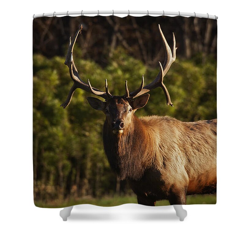 Royal Bull Elk Shower Curtain featuring the photograph The Prince of Boxley Valley by Michael Dougherty