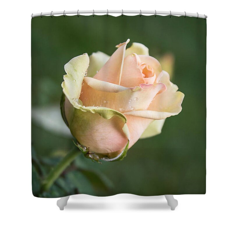 Rose Shower Curtain featuring the photograph The Promise by Arlene Carmel