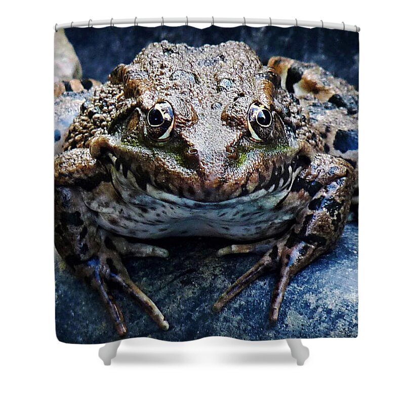 Frog Shower Curtain featuring the photograph The Queen by Binka Kirova