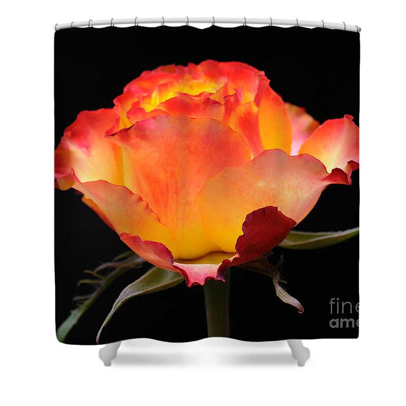 Rose Shower Curtain featuring the photograph The Rose by Vivian Christopher