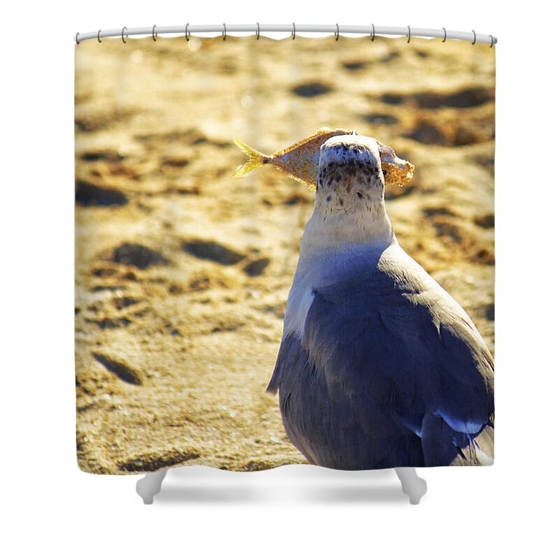 Seagull Shower Curtain featuring the photograph The Seagull and His Sand-Crusted Fish 3 of 3 by Jason Politte