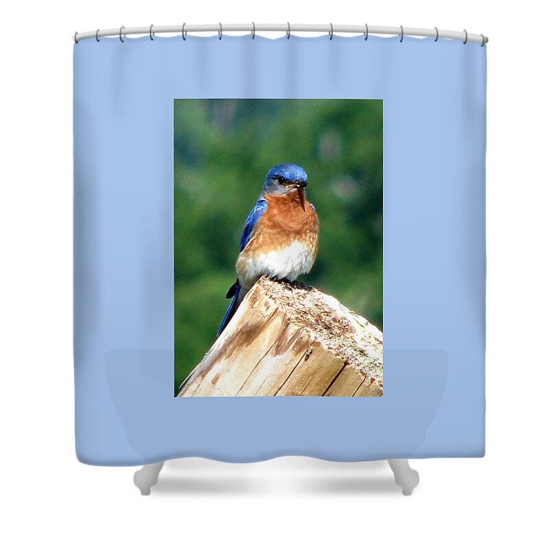 Bluebirds Shower Curtain featuring the photograph The Serendipitous Bluebird by Angela Davies