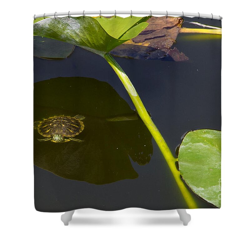 Turtle Shower Curtain featuring the photograph The Shaded Turtle by Rene Triay FineArt Photos