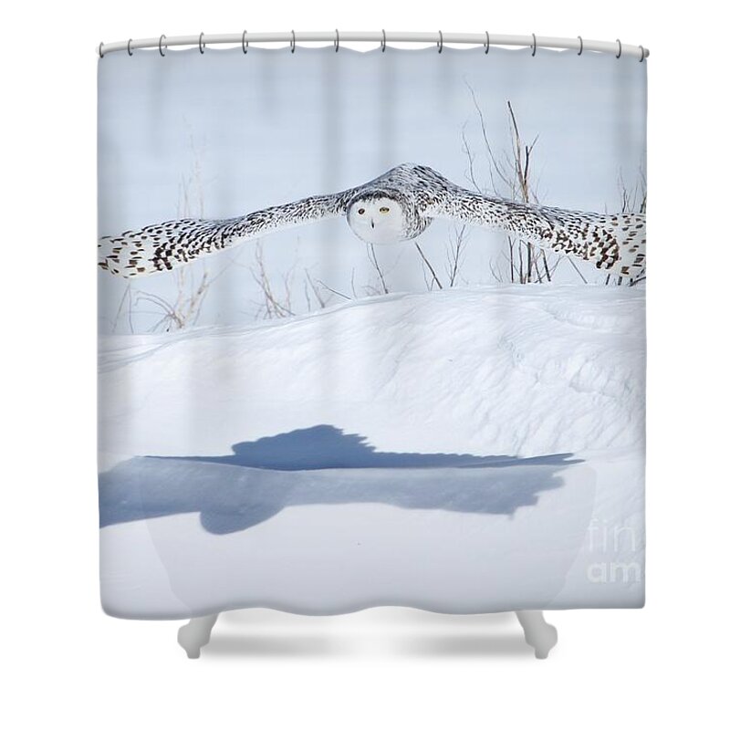 Snowy Owls Shower Curtain featuring the photograph The silent hunter by Heather King