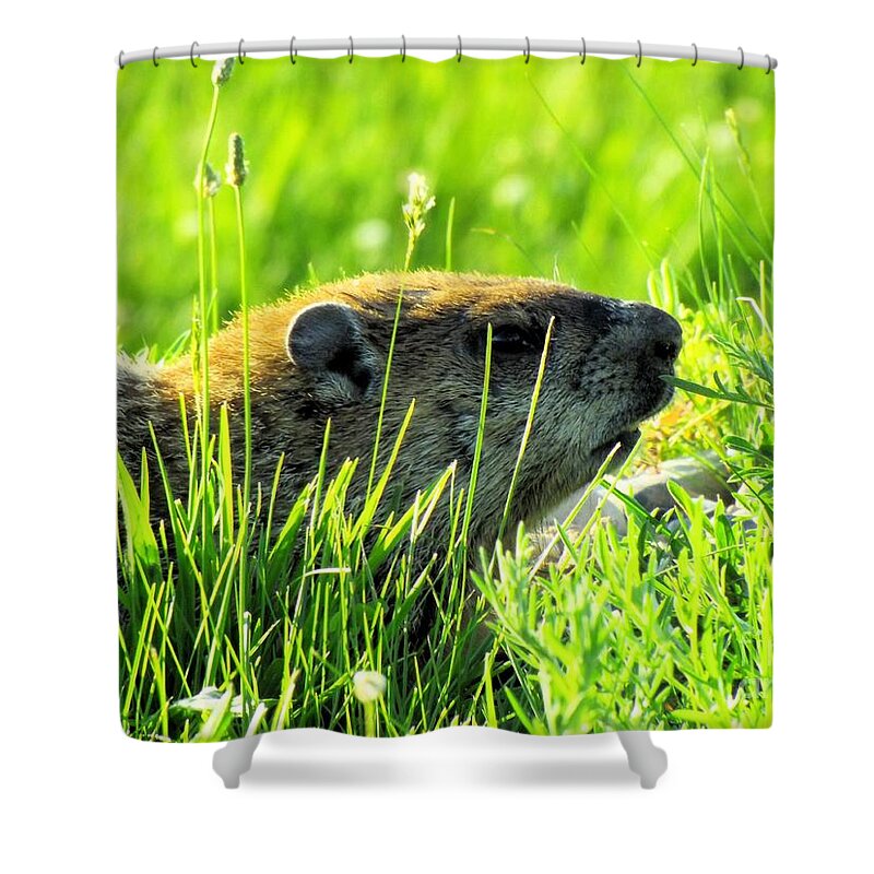 Groundhog Shower Curtain featuring the photograph The Sound Of Silence by Robyn King