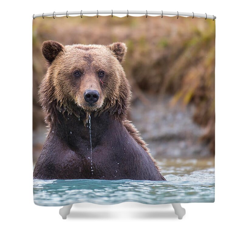 Bear Shower Curtain featuring the photograph The Stare by Kevin Dietrich