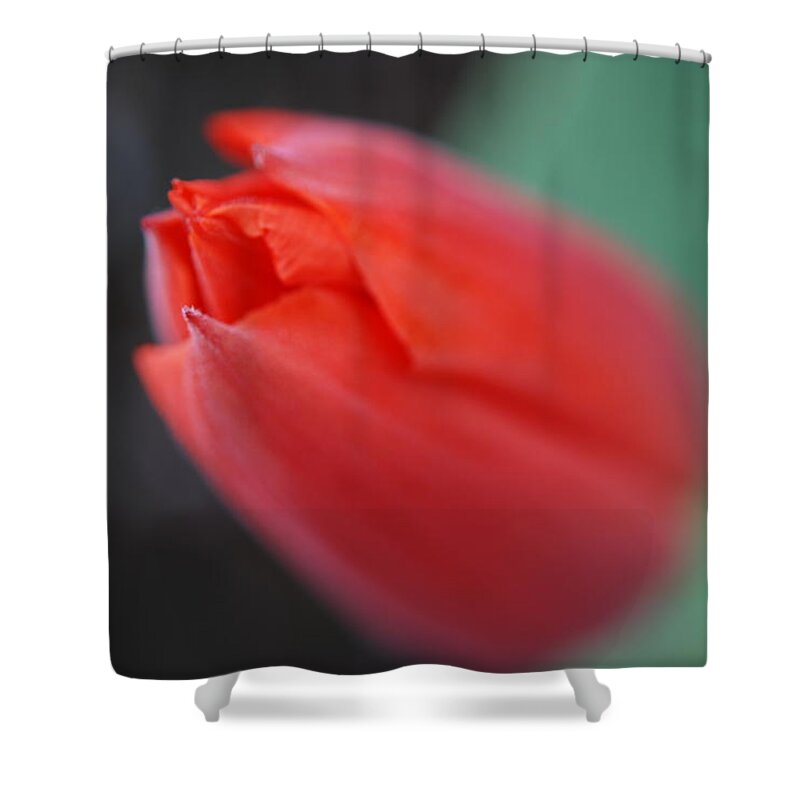 Tulip Shower Curtain featuring the photograph The Tip of the Tulip by Kathy Paynter