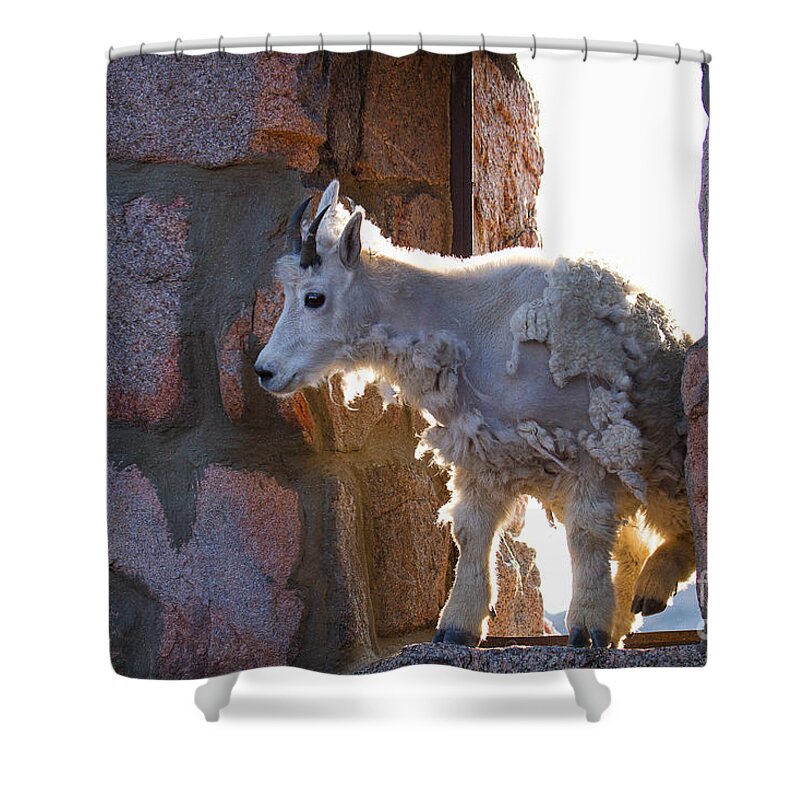 Mountain Goat Shower Curtain featuring the photograph The Unexpected Guest by Jim Garrison