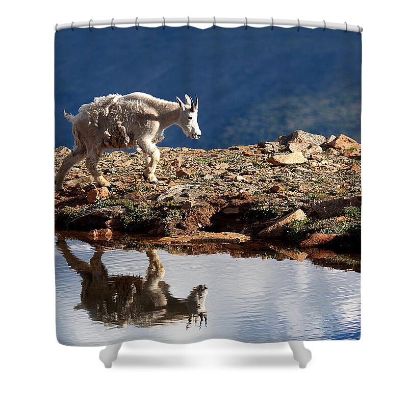 Mountain Goats Shower Curtain featuring the photograph The Walk-About by Jim Garrison