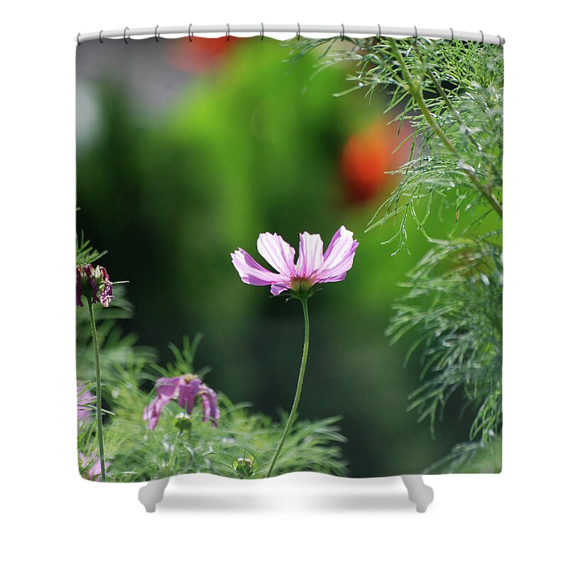 Flowers Shower Curtain featuring the photograph The Warmth of Summer by Thomas Woolworth