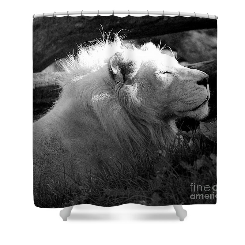 Marcia Lee Jones Shower Curtain featuring the photograph The White King by Marcia Lee Jones