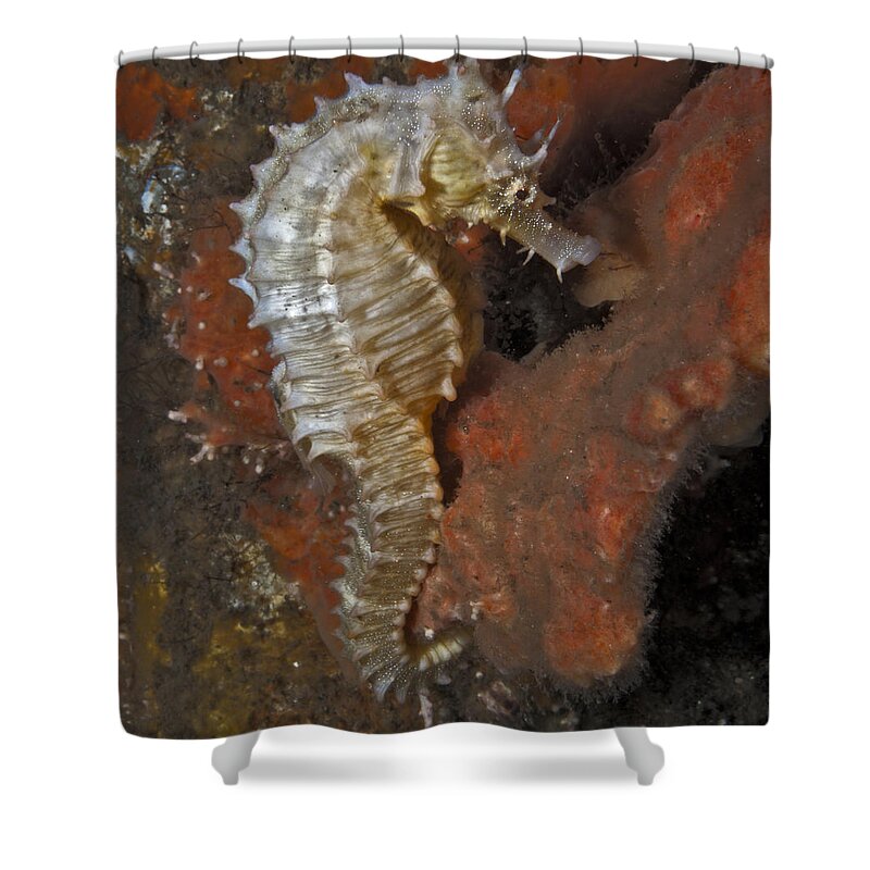 Seahorse Shower Curtain featuring the photograph The White Seahorse by Sandra Edwards
