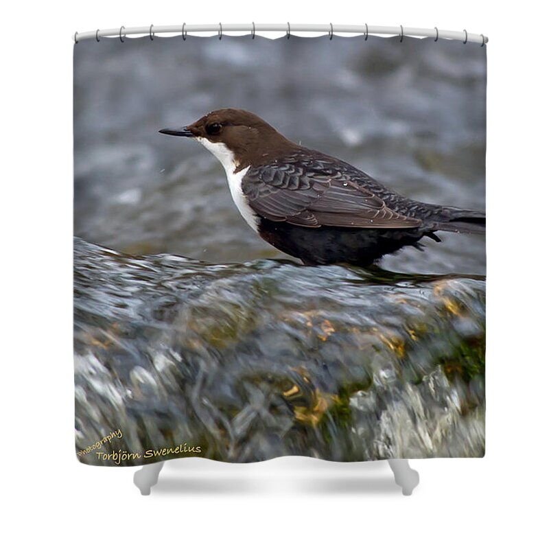 The White-throated Dipper Shower Curtain featuring the photograph The White-throated Dipper by Torbjorn Swenelius