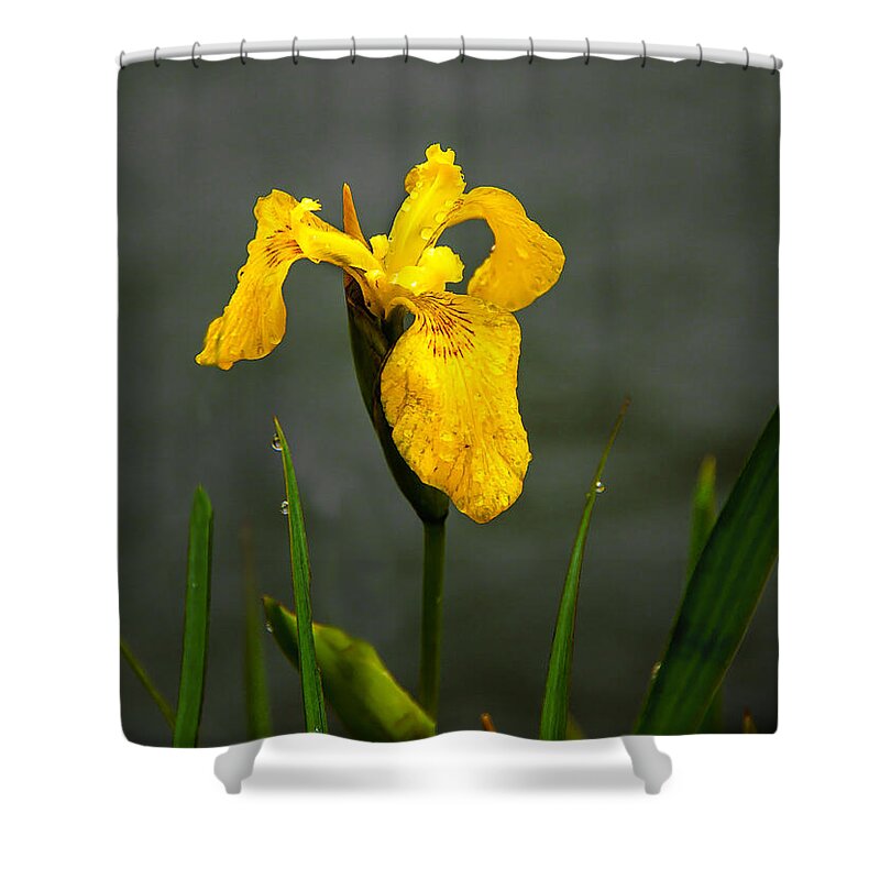 Iris Shower Curtain featuring the photograph The Yellow One by Robert Bales