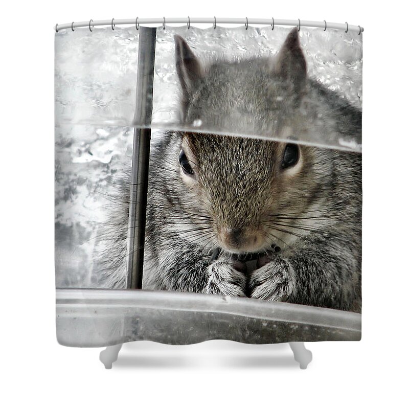 Squirrel Shower Curtain featuring the photograph Thief In The Birdfeeder by Rory Siegel