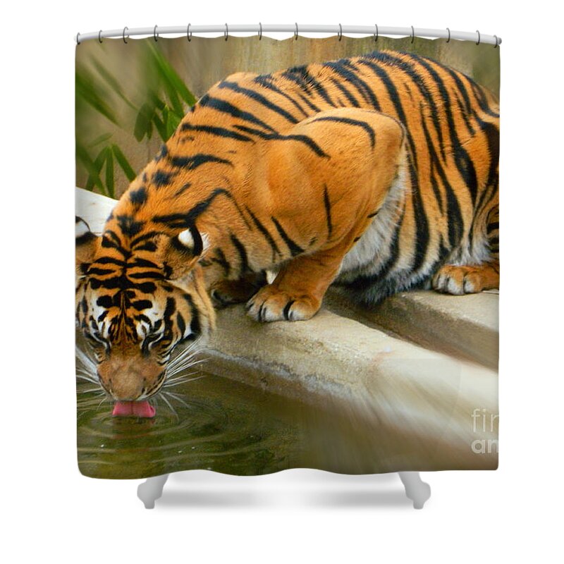 Thirsty Sumatran Tiger Shower Curtain featuring the photograph Thirsty Sumatran Tiger by Emmy Vickers