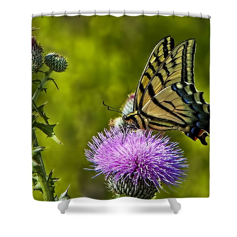 A Tiger Swallowtail (papilio Glaucus) Was Actively Feeding On A Purple Thistle Blossom During Peak Wildflower Season Shower Curtain featuring the photograph Thistle Do Just Fine by Gary Holmes