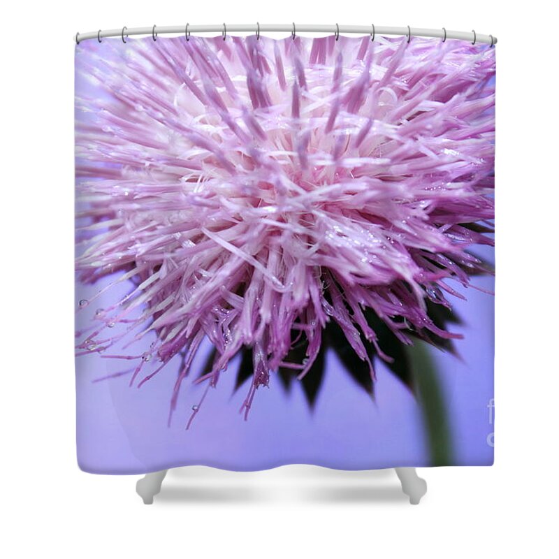Thistle Shower Curtain featuring the photograph Thistle Queen by Krissy Katsimbras
