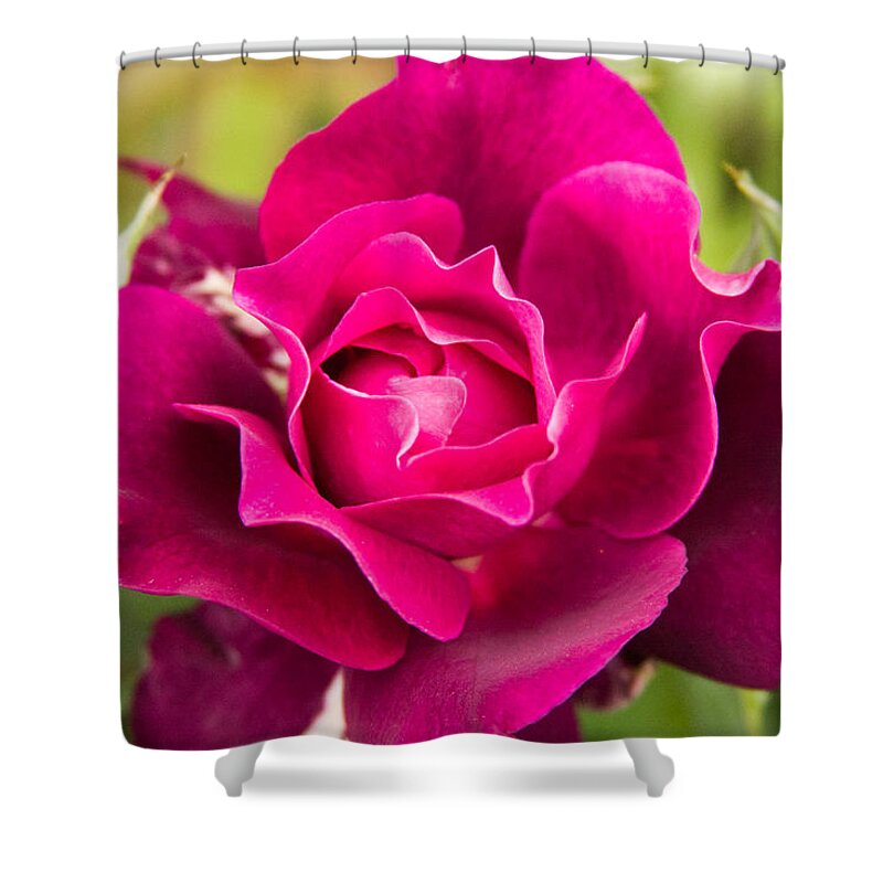 New England Shower Curtain featuring the photograph Thorns have Roses by Jeff Folger