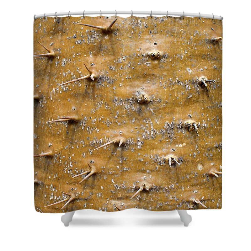 Needle Shower Curtain featuring the photograph Thorny Surface Of A Floss Silk Tree by Pete Starman
