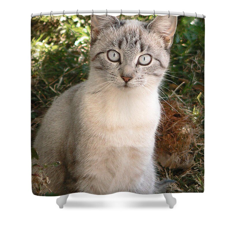 Cat Shower Curtain featuring the photograph Those Eyes by Laurel Powell