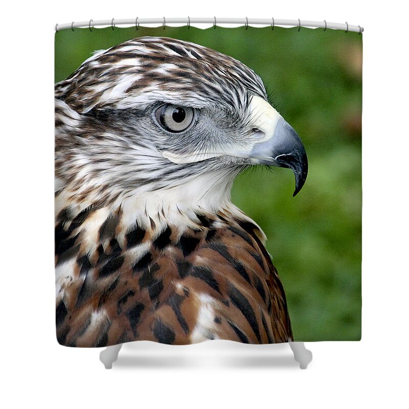 Hawk Shower Curtain featuring the photograph The Threat of a Predator Hawk by Bob Slitzan