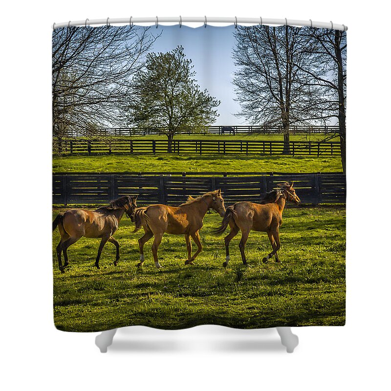 Animal Shower Curtain featuring the photograph Three Amigos by Jack R Perry