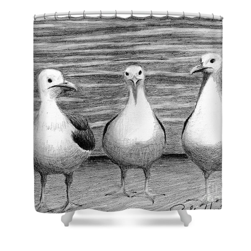 Sea Gulls Shower Curtain featuring the drawing Three Amigos by Phyllis Howard