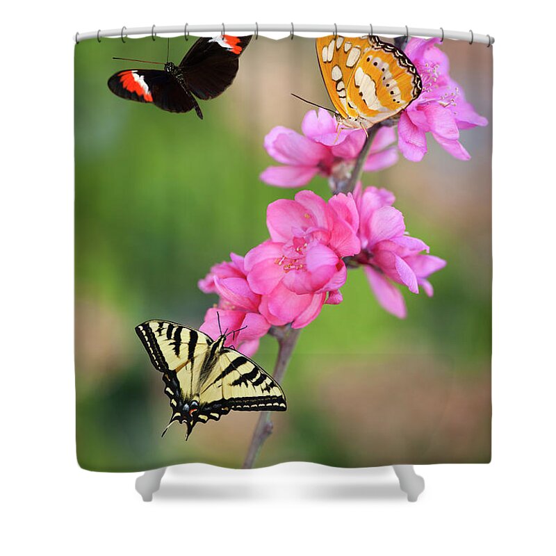 Natural Pattern Shower Curtain featuring the photograph Three Butterflies On Cherry Blossoms by Susangaryphotography