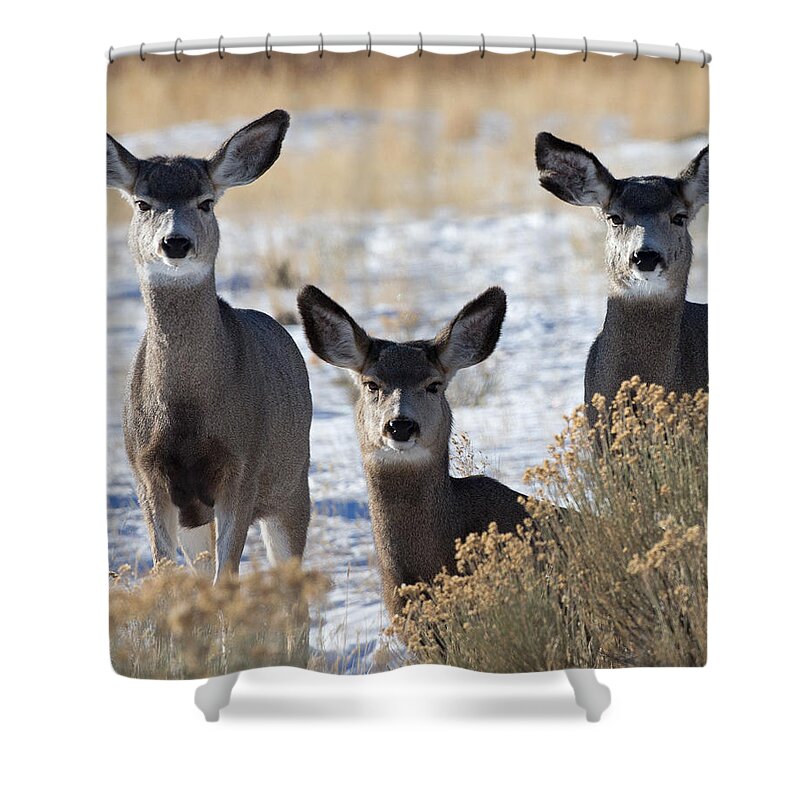 Mule Deer Shower Curtain featuring the photograph Three Deer by Max Waugh