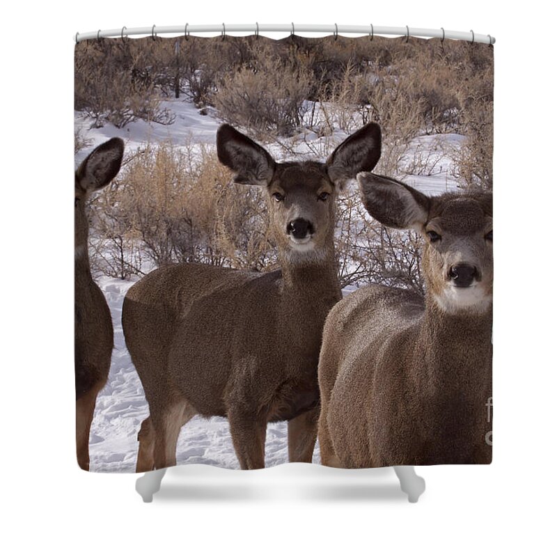 Deer Shower Curtain featuring the photograph Three Does  #7576 by J L Woody Wooden