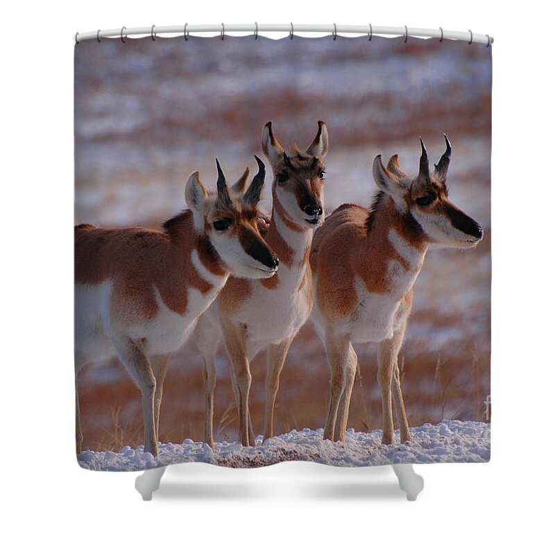Crisp Shower Curtain featuring the photograph Three Pronghorn by Joan Wallner