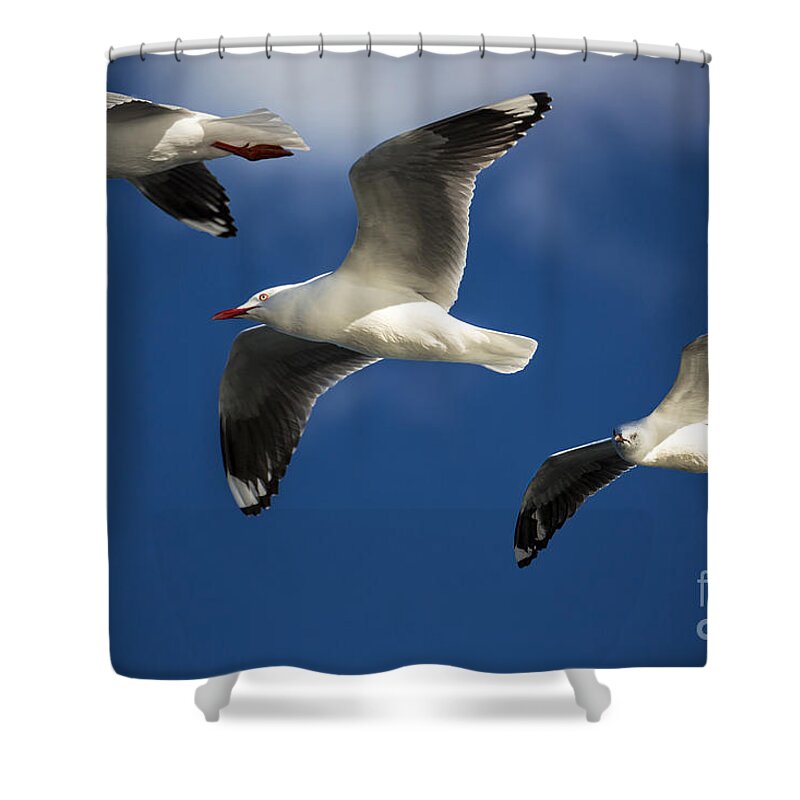 Silver Gulls Shower Curtain featuring the photograph Three silver gulls in flight by Sheila Smart Fine Art Photography