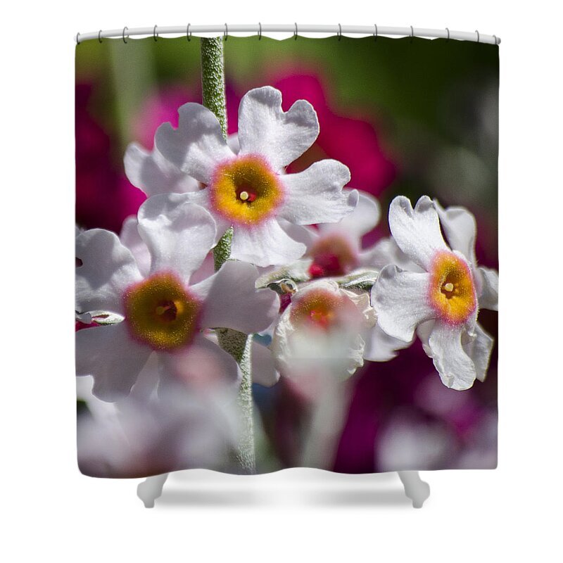 Flowers Shower Curtain featuring the photograph Three Yellow Faces by Spikey Mouse Photography