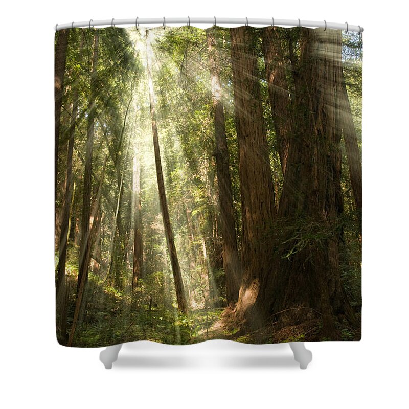 Muir Woods Shower Curtain featuring the photograph Through the Trees by Mick Burkey