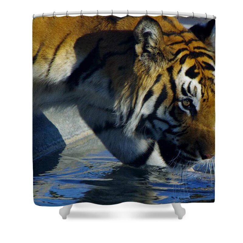 Lions Tigers And Bears Shower Curtain featuring the photograph Tiger 2 by Phyllis Spoor