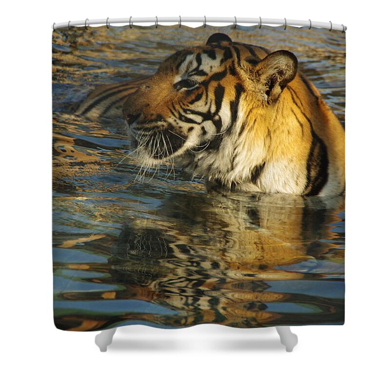 Lions Tigers And Bears Shower Curtain featuring the photograph Tiger 3 by Phyllis Spoor