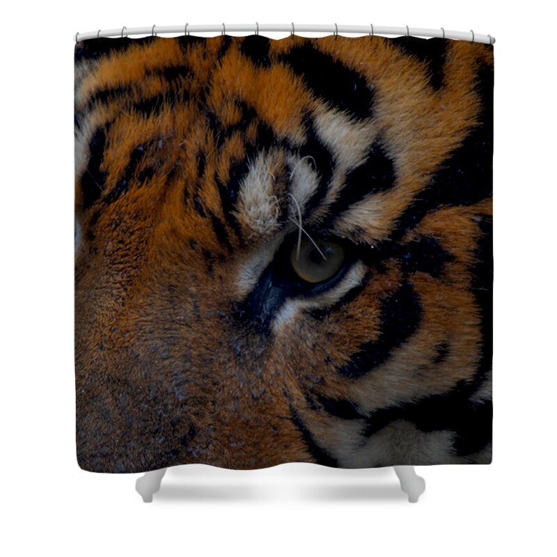 Tiger Shower Curtain featuring the photograph Tiger Eyes by Maggy Marsh