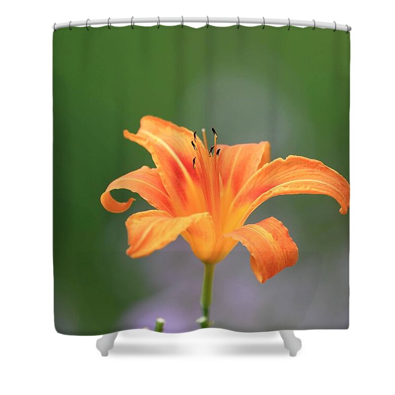Tiger Lily Shower Curtain featuring the photograph Tiger Lily by PJQandFriends Photography