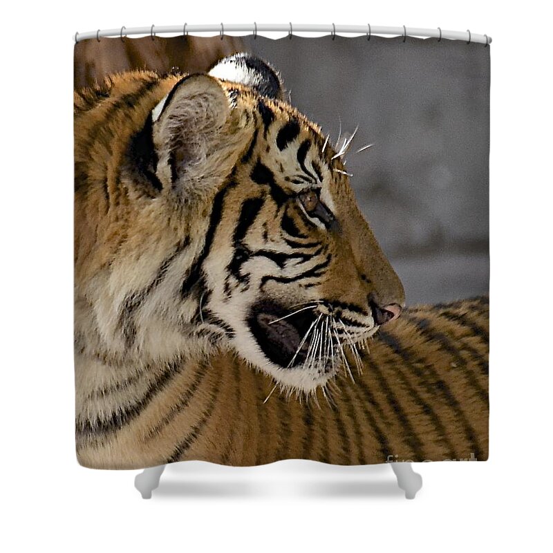 Tiger Shower Curtain featuring the photograph Tiger Profile by Carol Bradley