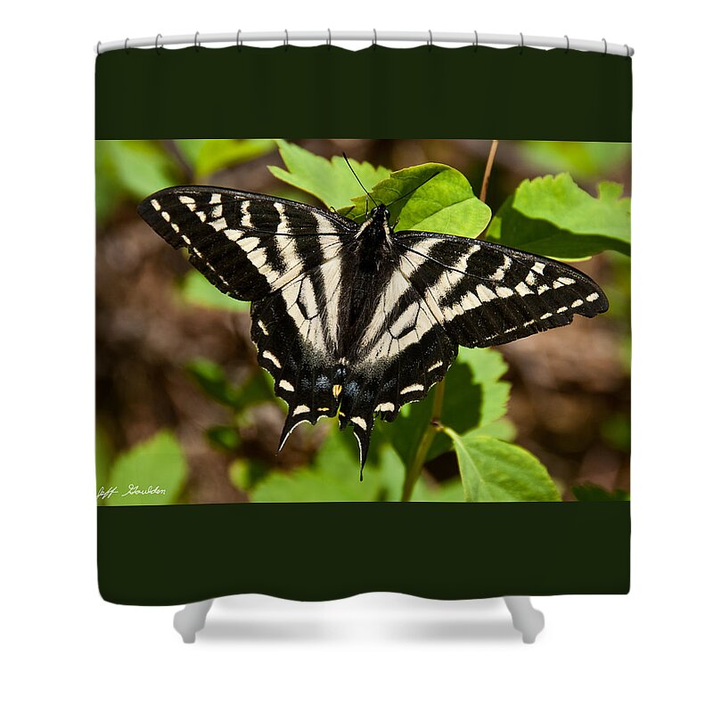 Animal Shower Curtain featuring the photograph Tiger Swallowtail Butterfly by Jeff Goulden