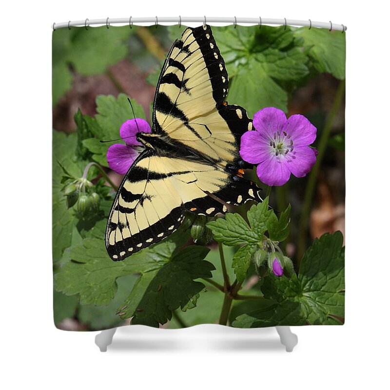 Tiger Swallowtail Butterfly On Geranium Shower Curtain featuring the photograph Tiger Swallowtail Butterfly On Geranium by Daniel Reed