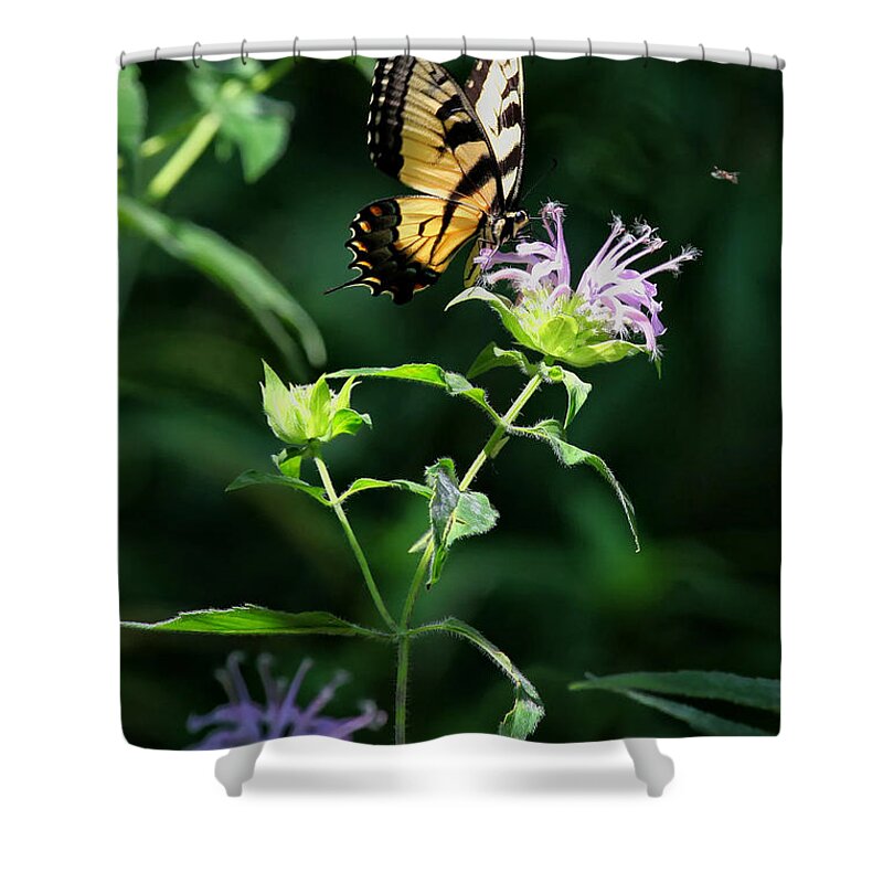 Tiger Swallowtail Shower Curtain featuring the photograph Tiger Swallowtail on Horse Mint by Michael Dougherty