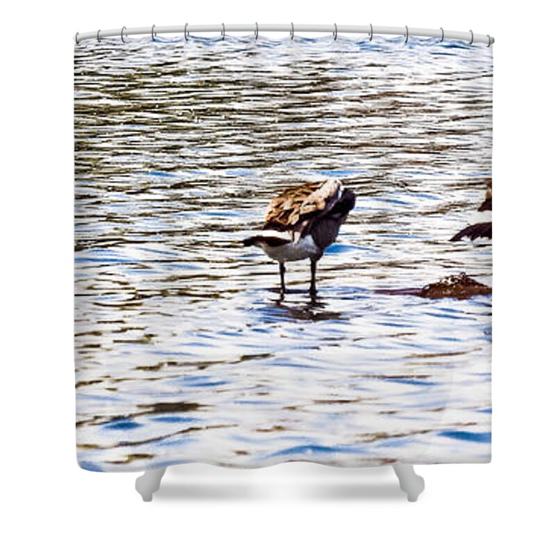 Mallards Shower Curtain featuring the photograph Tight Rope Walking by David Fabian