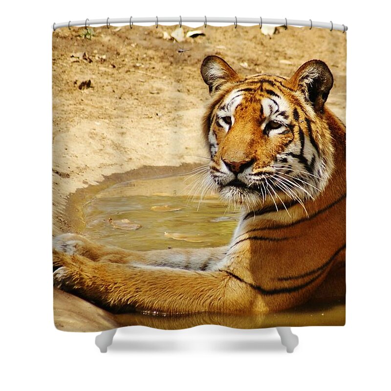 Animal Themes Shower Curtain featuring the photograph Tigress Sitting In Water by Aaj