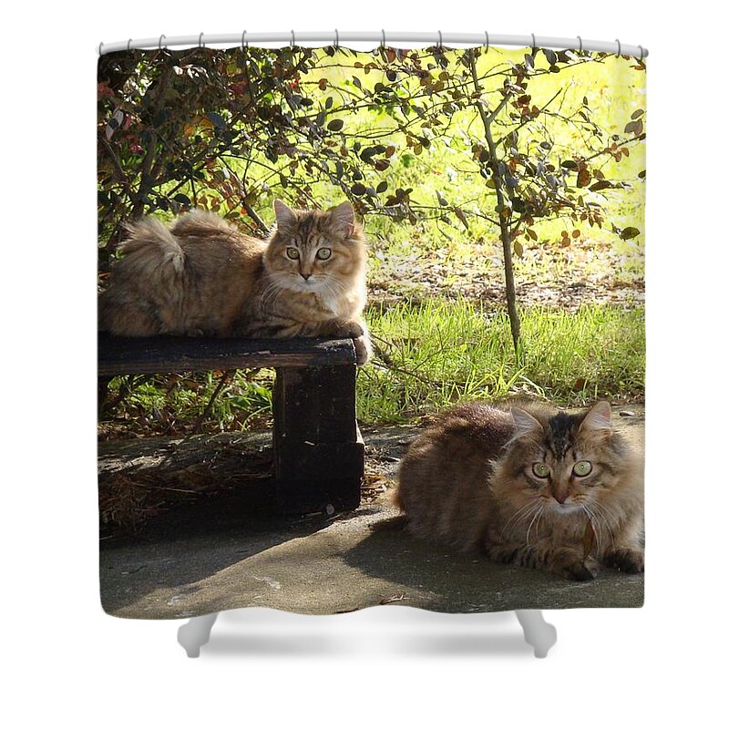 Barn Cats Shower Curtain featuring the photograph Timber and Cougar by Barbie Batson