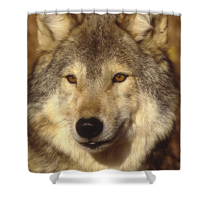 Feb0514 Shower Curtain featuring the photograph Timber Wolf North America by Tom Vezo